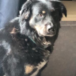 Meet your Posher, Adam